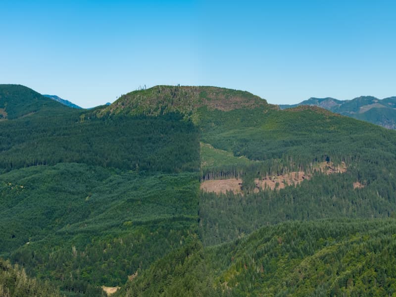 Forested Cascade foothills under a clear summer sky — a rounded green summit rising above timbered slopes marked by a clear-cut