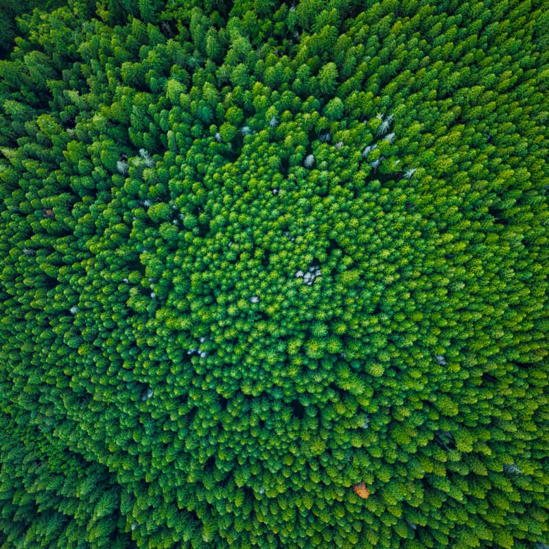 Top-down aerial looking straight down over a dense evergreen forest, countless conifer crowns radiating outward in rich green