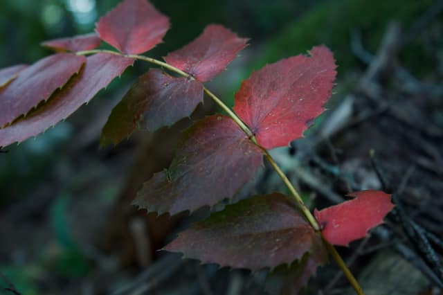 Backlit red leaves against a dark forest floor