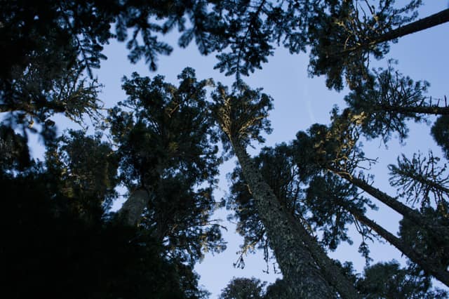 A lone conifer standing on a windswept ridge