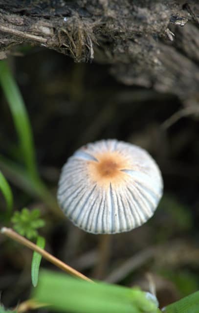 A small striped mushroom in the forest undergrowth