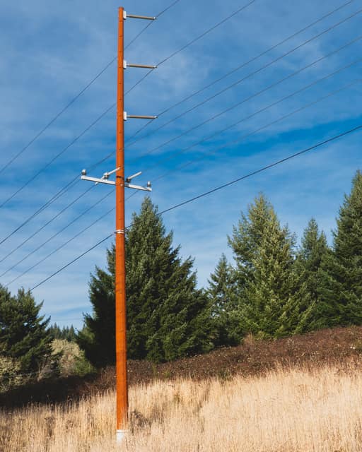 Power pole among pines, hard blue sky