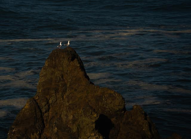 Seabirds crowding an offshore rock