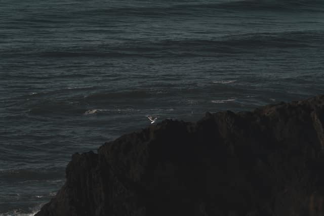 Gull skimming dark water