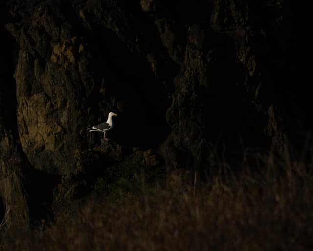 Gull tucked into a shadowed cliff