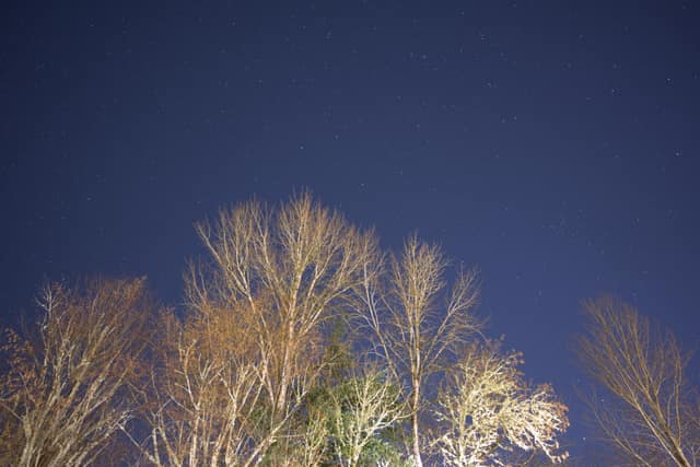 Pale bare treetops lit up against a starry night sky