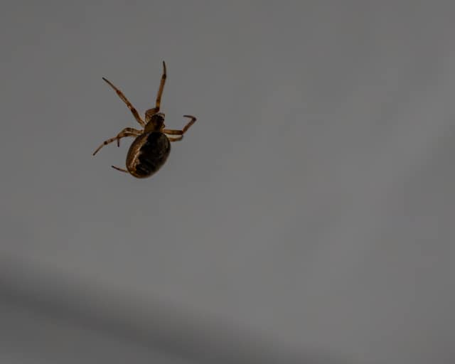 An orb-weaver spider poised at the edge of its web