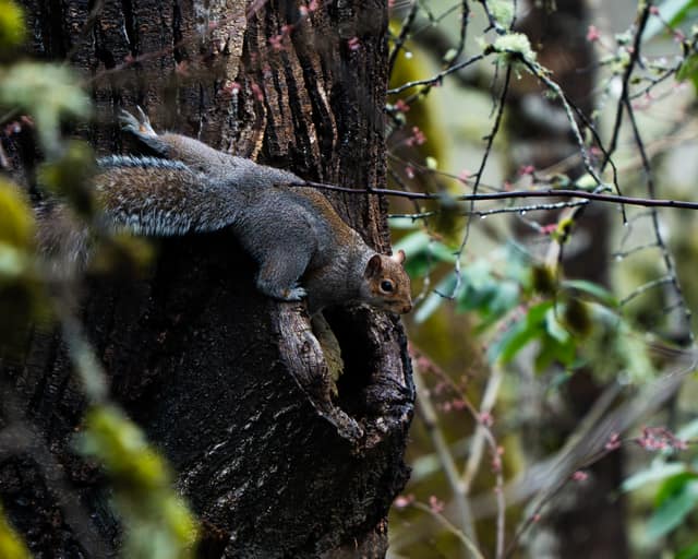 Squirrel edging down a trunk