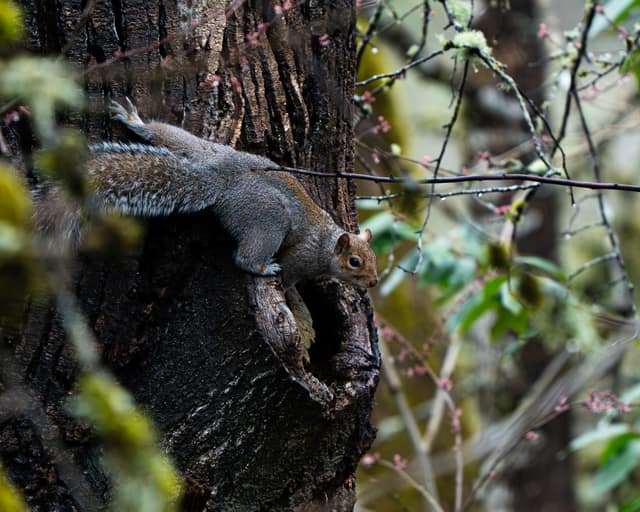 Squirrel pausing against furrowed bark