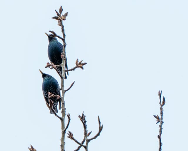Two starlings sharing a bare limb