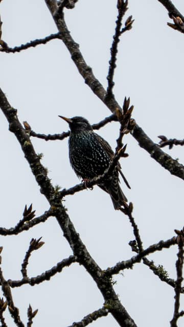Starling silhouetted on a branch