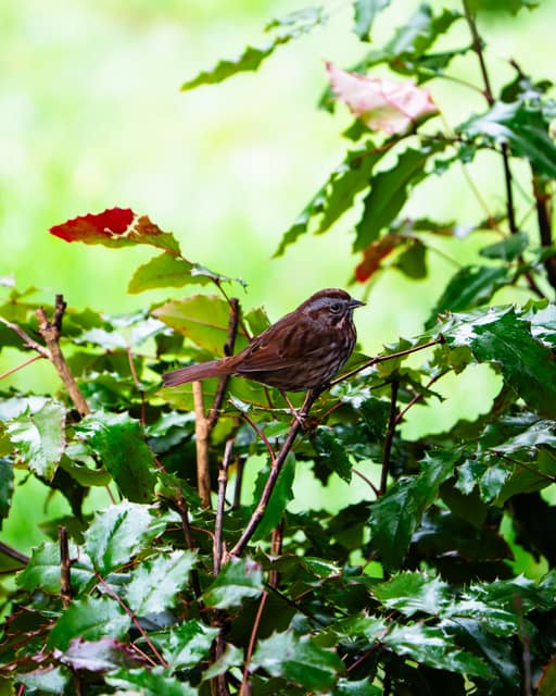 Sparrow among autumn leaves