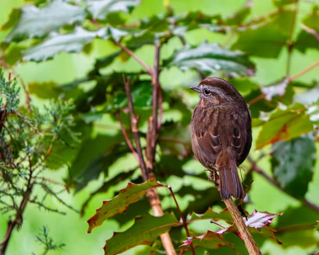 Sparrow tucked into green shrubs