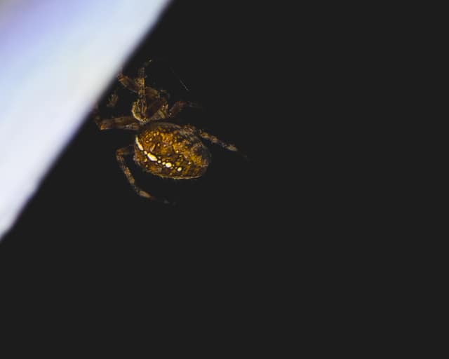 Orb-weaver waiting at its web's edge