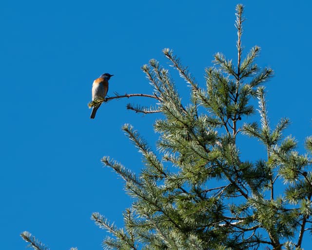 Songbird crowning a conifer