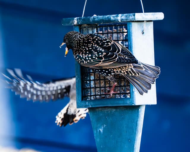 Starling flaring its wings at a feeder