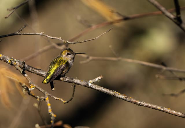 Hummingbird perched on a twig
