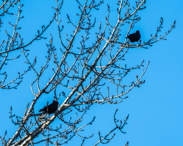 Blackbird calling from a bare tree