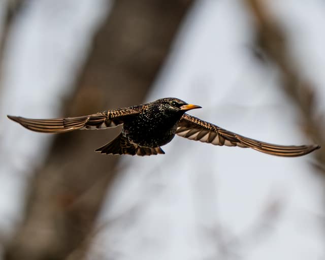 Starling mid-flight, wings spread