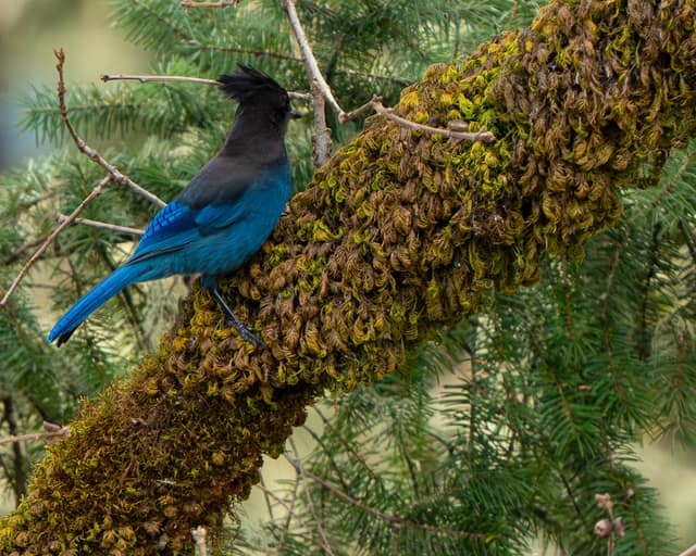 Steller's jay on a moss-covered branch