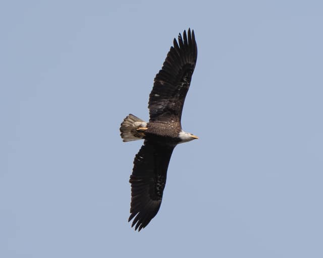 Bald eagle soaring overhead on broad, backlit wings