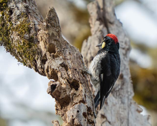 Woodpecker working a weathered snag