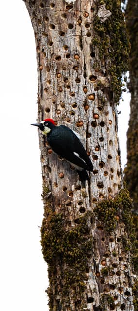Acorn woodpecker clinging to a drilled snag