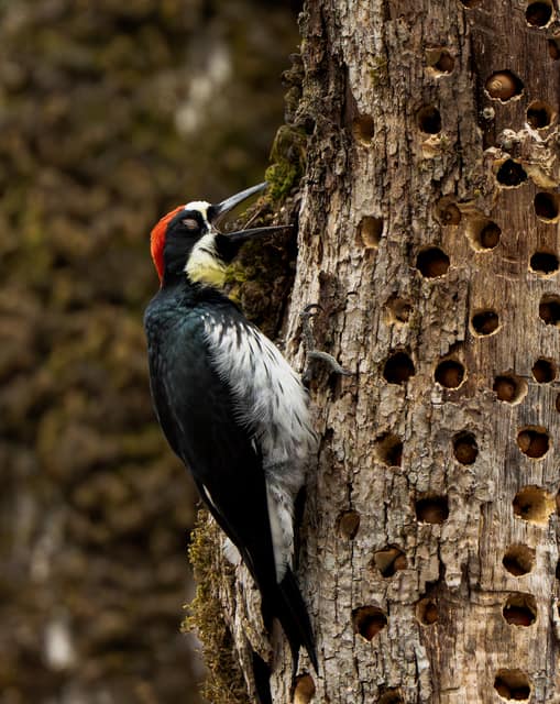 Acorn woodpecker at its granary tree