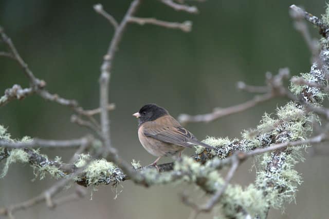 A dark-eyed junco perched on a lichen-covered branch