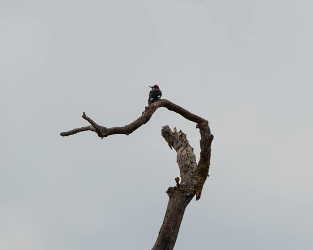 Small bird on a bare branch tip