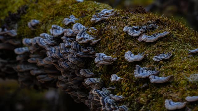 Turkey-tail fungi shelving a mossy log