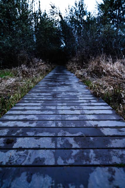 Frost-slicked boardwalk into the brush