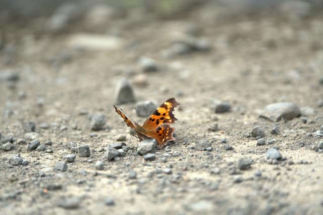 An orange butterfly resting on a gravel path