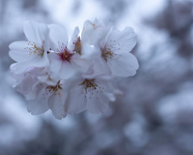 Cherry blossoms in soft light