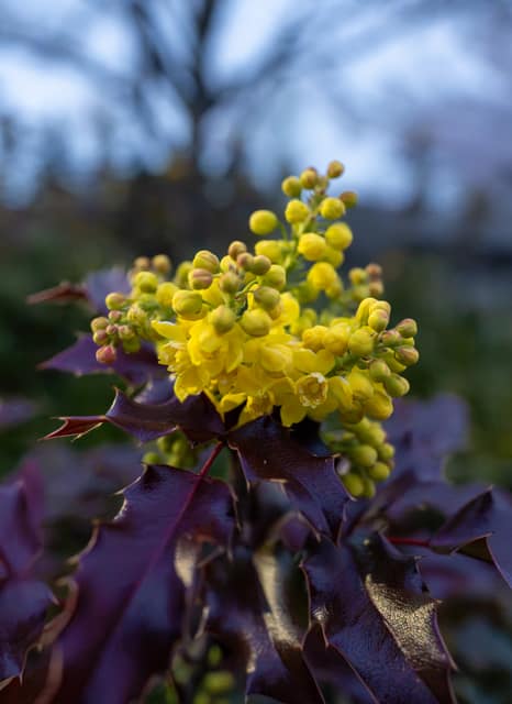 Oregon-grape flowers in yellow clusters