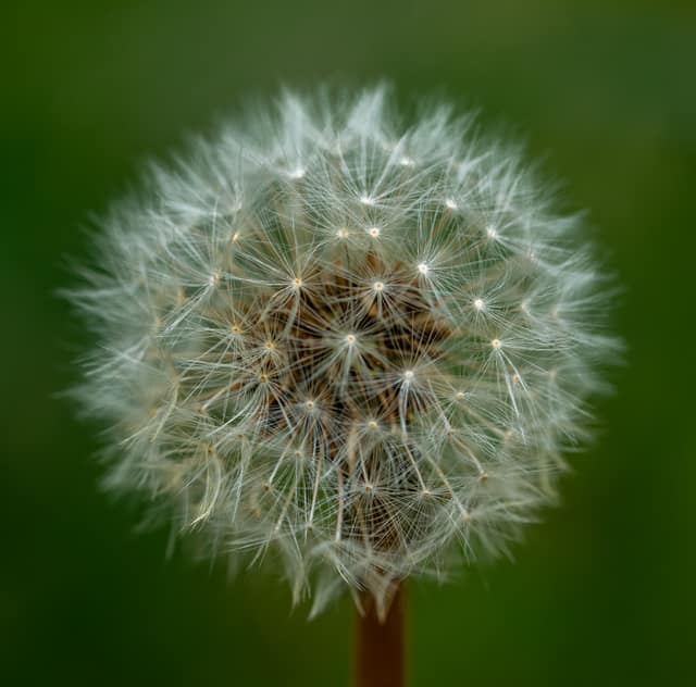 Dandelion clock fully open