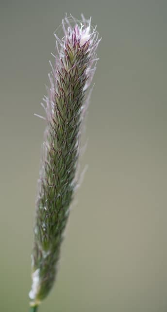 Grass seedhead against soft gray