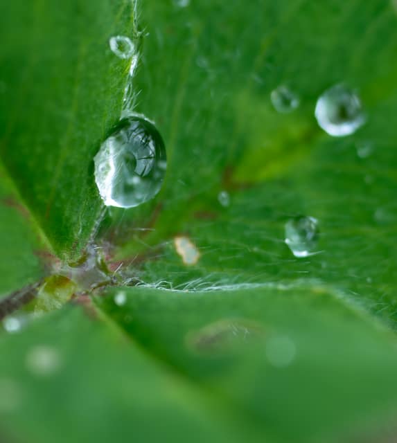 Single water drop on a clover leaf