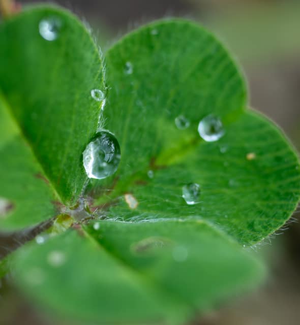 Raindrops resting on clover