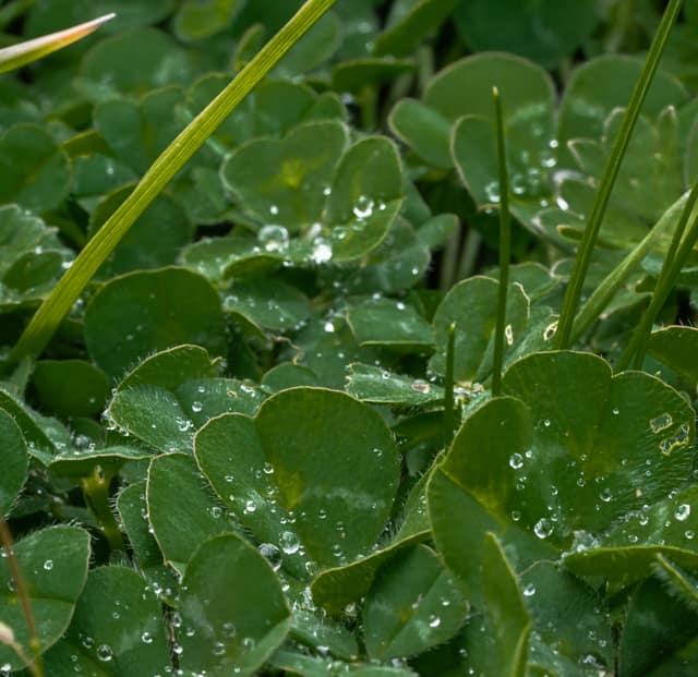 Dew-heavy clover leaves