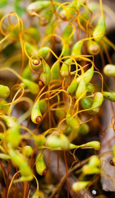 Moss sporophytes tangled in gold