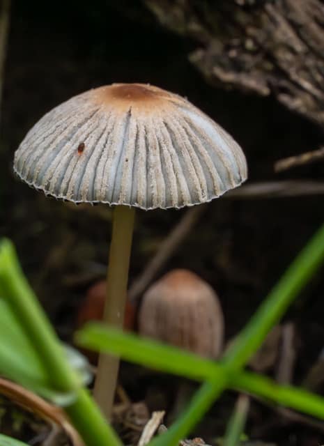 Small parasol mushroom on the forest floor