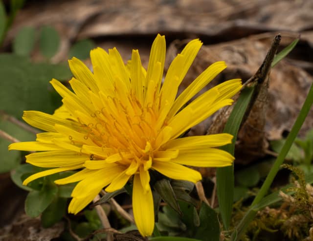 Dandelion bloom in full yellow