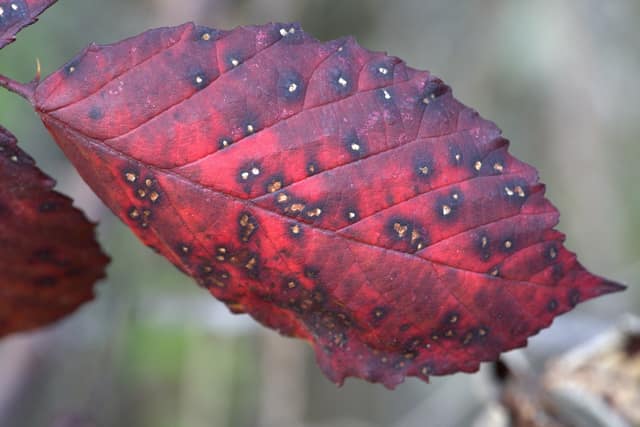 A red leaf dotted with water droplets