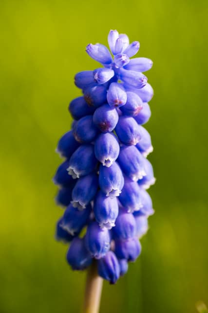 Grape hyacinth spike in violet
