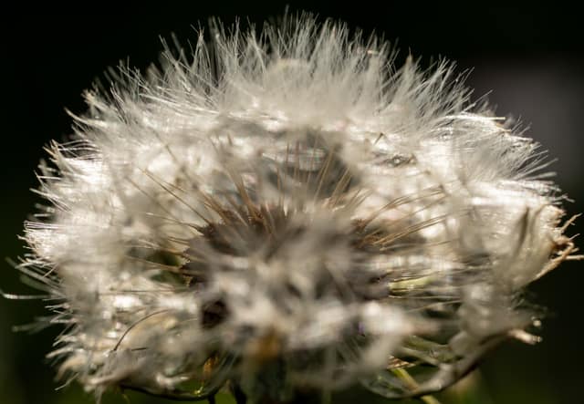 Dandelion seedhead half blown