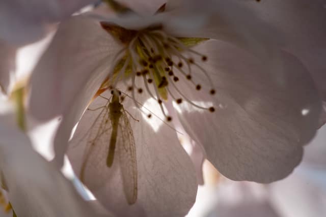 White blossom stamens, close-up