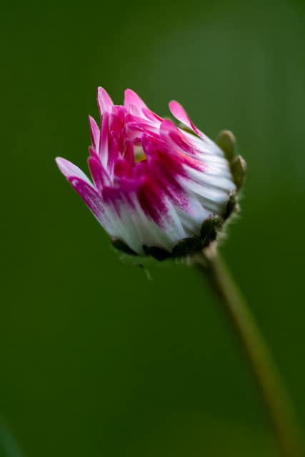 Pink-tipped daisy bud unopened