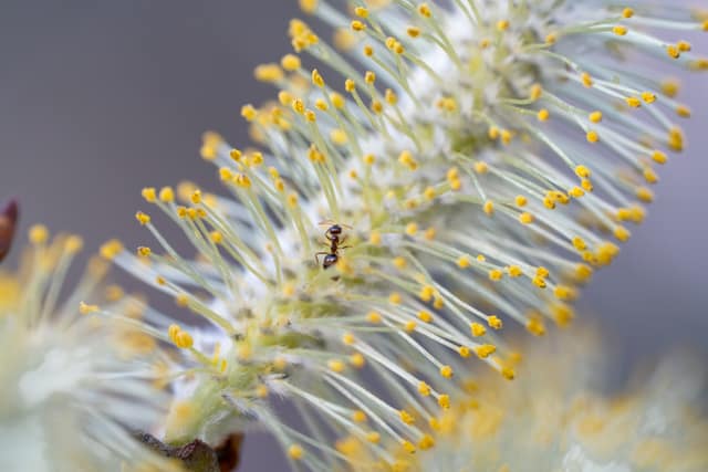Willow catkin with tiny visitor