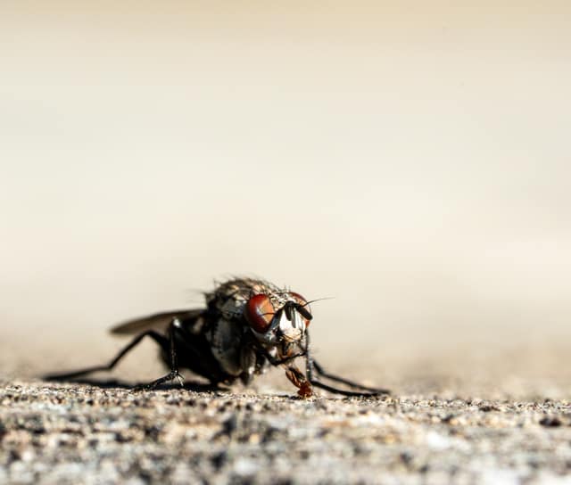 Fly resting on bare ground, macro